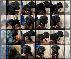 Goldendoodle-Labrador Retriever Mix Puppy for sale in TERRE HAUTE, IN, USA