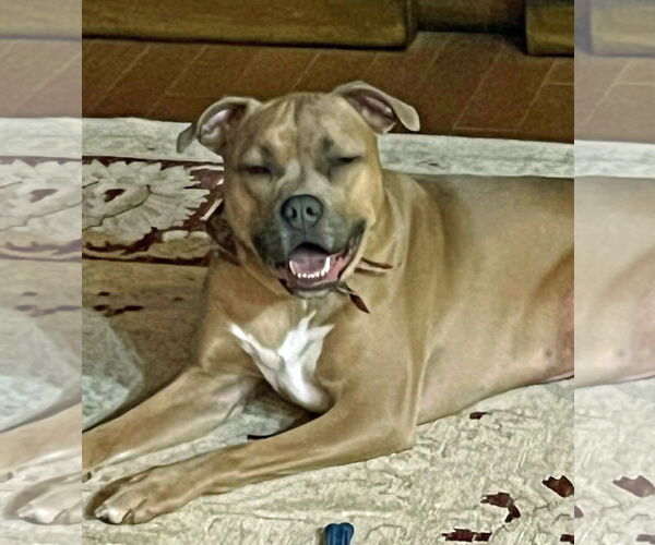 Medium Photo #6 Bullboxer Pit Puppy For Sale in Spring Lake, NJ, USA