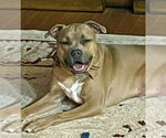 Small #5 Bullboxer Pit