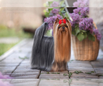 Small Photo #1 Yorkshire Terrier Puppy For Sale in ROANOKE, VA, USA