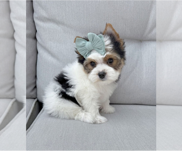Medium Photo #1 Yorkshire Terrier Puppy For Sale in CUMMING, GA, USA