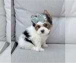 Small Yorkshire Terrier
