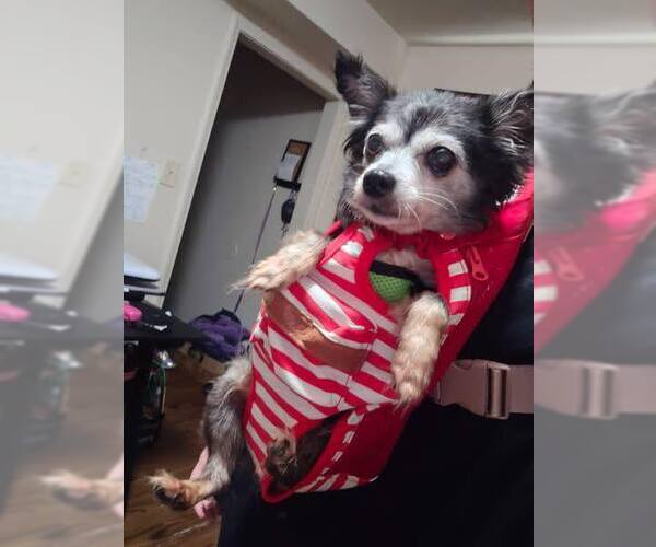 Medium Photo #4 Chihuahua-Unknown Mix Puppy For Sale in Holland, MI, USA