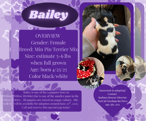 Miniature Pinscher Dogs for adoption in Rancho Cordova, CA, USA