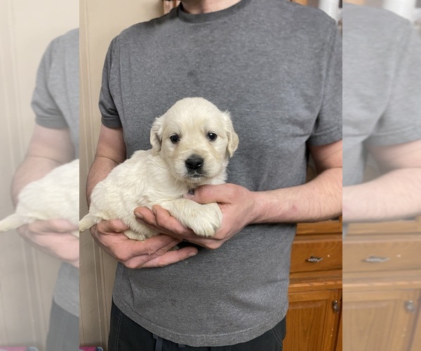 Medium Photo #8 Golden Retriever Puppy For Sale in WEAVERVILLE, NC, USA