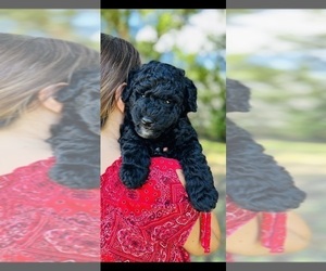 Goldendoodle-Poodle (Standard) Mix Puppy for sale in MONTVERDE, FL, USA