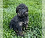 Small Photo #2 Rottle Puppy For Sale in FLEMINGTON, NJ, USA