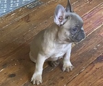 Small Photo #10 French Bulldog Puppy For Sale in NORRIS CITY, IL, USA