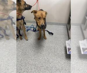 Rottweiler Dogs for adoption in Pasadena, TX, USA