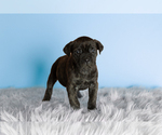 Small Photo #4 Cane Corso Puppy For Sale in BOURBON, IN, USA