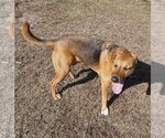 Small Photo #15 Mutt Puppy For Sale in Garner, NC, USA