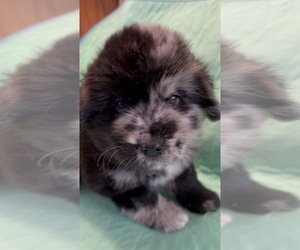 Golden Retriever-Miniature American Shepherd Mix Puppy for sale in SUN VALLEY, NV, USA