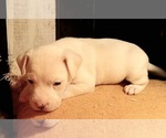 Small Photo #36 American Pit Bull Terrier-Labrador Retriever Mix Puppy For Sale in MOORESBORO, NC, USA