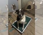 Small #16 Labrador Retriever-Red Heeler Mix
