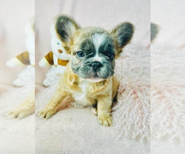 Medium Photo #19 French Bulldog Puppy For Sale in PEMBROKE PINES, FL, USA