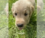 Small #2 Golden Retriever