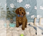 Small #6 Goldendoodle mix (+ Poodle Miniature)