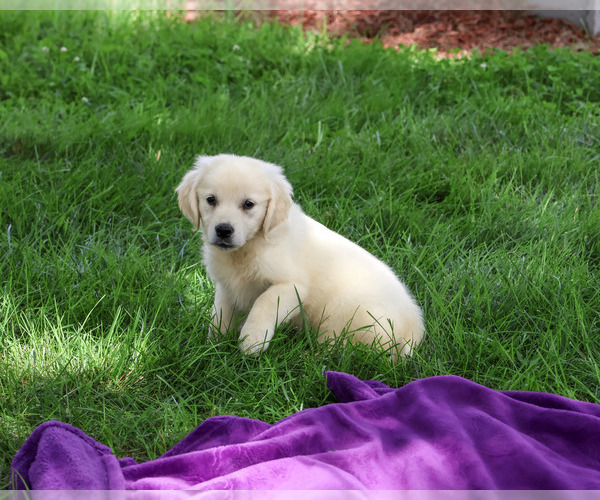 Medium Photo #6 Golden Retriever Puppy For Sale in SYRACUSE, IN, USA