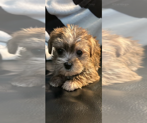Shorkie Tzu Puppy for sale in VIRGINIA BEACH, VA, USA