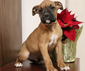 Boxer Puppy for sale in SHILOH, OH, USA