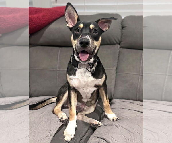Medium Photo #2 American Staffordshire Terrier-Siberian Husky Mix Puppy For Sale in Corona, CA, USA
