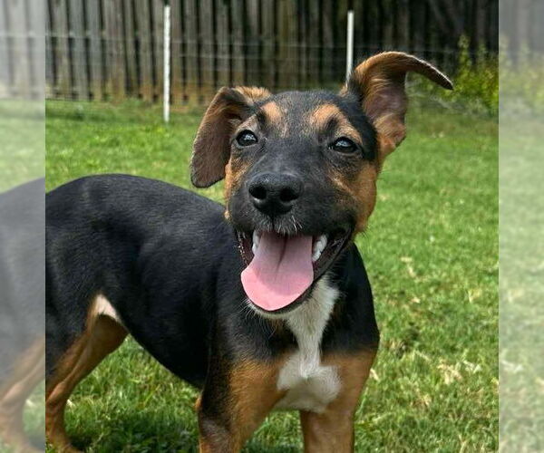Medium Photo #1 Carolina Dog-Unknown Mix Puppy For Sale in Canton, CT, USA