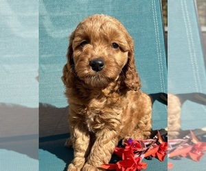 Medium Cavapoo