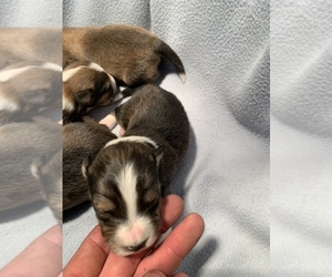 Shetland Sheepdog Puppy for sale in WAUSEON, OH, USA