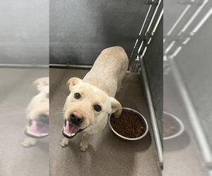 Mutt Dogs for adoption in HESPERIA, CA, USA
