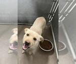 Small Mutt