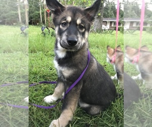 Pomsky Puppy for sale in TALLAHASSEE, FL, USA