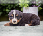 Puppy Pickles Bernese Mountain Dog