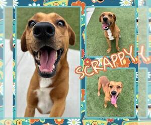 Labrador Retriever-Unknown Mix Dogs for adoption in Pearland, TX, USA