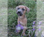 Small #2 Mutt