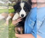 Puppy Light Pink Australian Shepherd