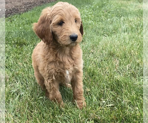 Goldendoodle (Miniature) Puppy for sale in NILES, MI, USA