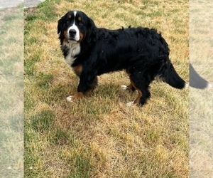 Mother of the Bernese Mountain Dog puppies born on 07/09/2025