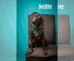 Small Photo #2 Plott Hound-Unknown Mix Puppy For Sale in North Myrtle Beach, SC, USA