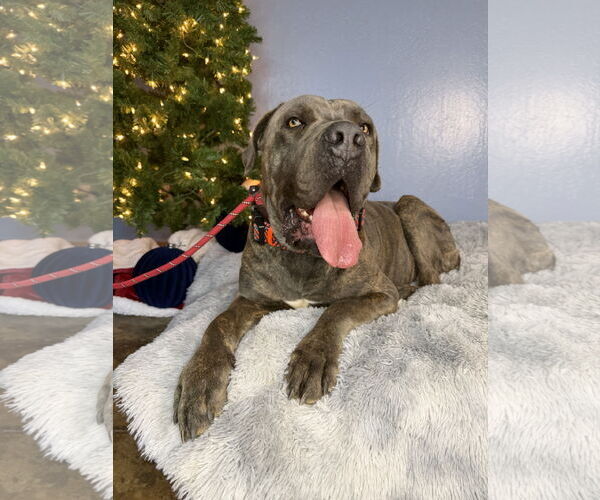 Medium Photo #1 Mutt Puppy For Sale in Goodyear, AZ, USA