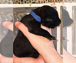 Small #5 Mutt