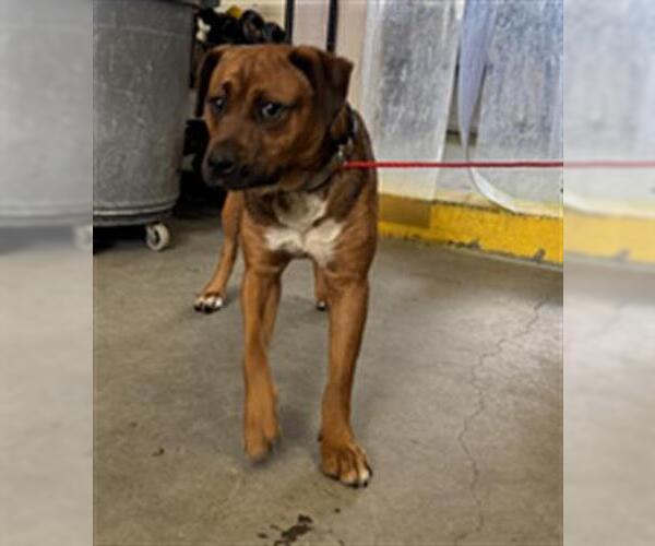 Medium Photo #1 Boxer-German Shepherd Dog Mix Puppy For Sale in Camarillo, CA, USA