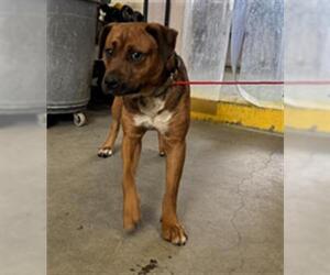 Boxer-German Shepherd Dog Mix Dogs for adoption in Camarillo, CA, USA