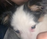 Small Photo #3 Border Collie Puppy For Sale in ELK GROVE, CA, USA