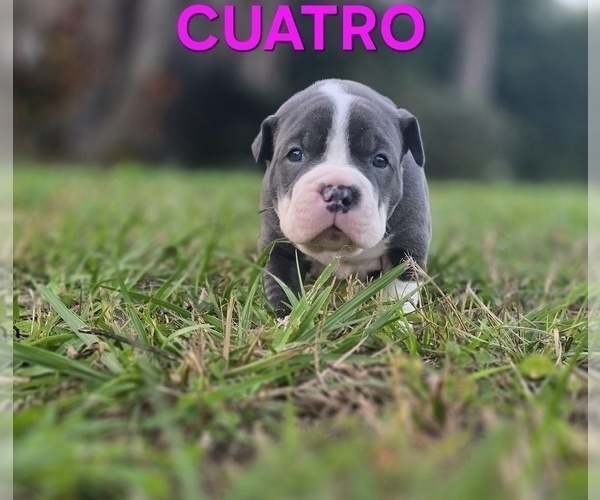 Medium Photo #17 American Bully Puppy For Sale in KISSIMMEE, FL, USA