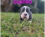 Small Photo #17 American Bully Puppy For Sale in KISSIMMEE, FL, USA