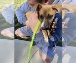 Small #2 Mutt
