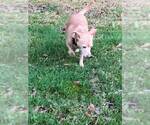 Small #2 Rat Terrier