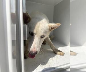 Huskies -Unknown Mix Dogs for adoption in Houston, TX, USA