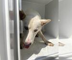Small Huskies  Mix