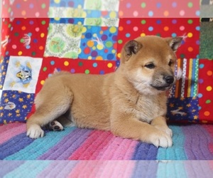 Shiba Inu Puppy for sale in PEMBROKE, KY, USA